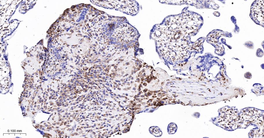 TSPO蛋白重组兔单抗