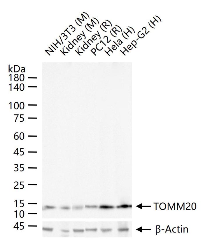 线粒体外膜受体Tom20重组兔单抗