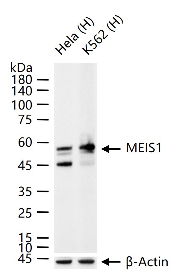 同源盒蛋白Meis1抗体