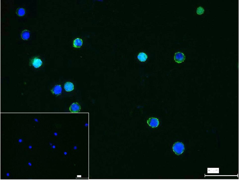 CD86抗体-bs-43589R