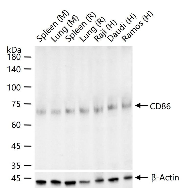 CD86抗体-bs-43589R