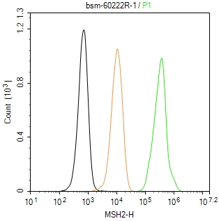 错配修复蛋白2重组兔单抗
