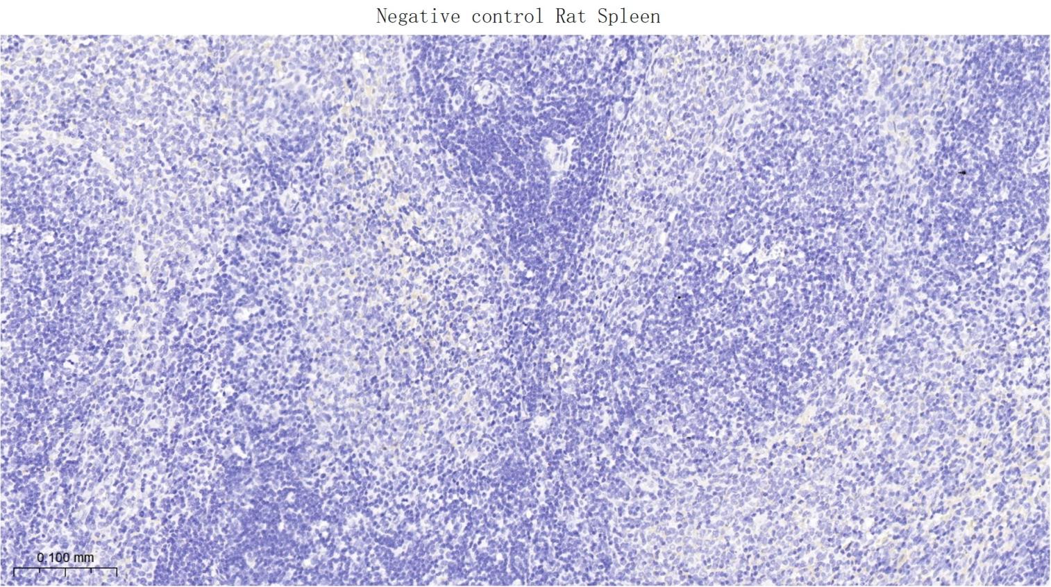突触相关蛋白25重组兔单抗