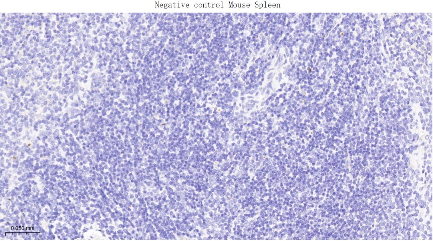 突触相关蛋白25重组兔单抗