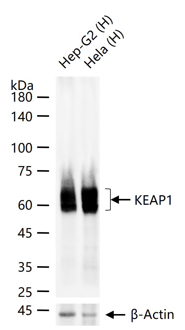 胞质接头蛋白Keap1重组兔抗体