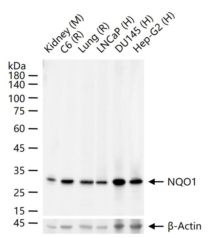 NQO1 Recombinant Rabbit mAb (一抗) - WB,Flow-Cyt,ICC/IF | Bioss