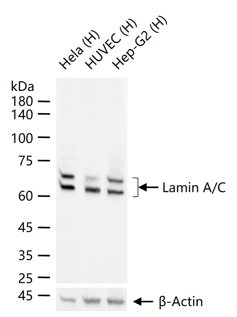 核纤层蛋白A重组兔单抗