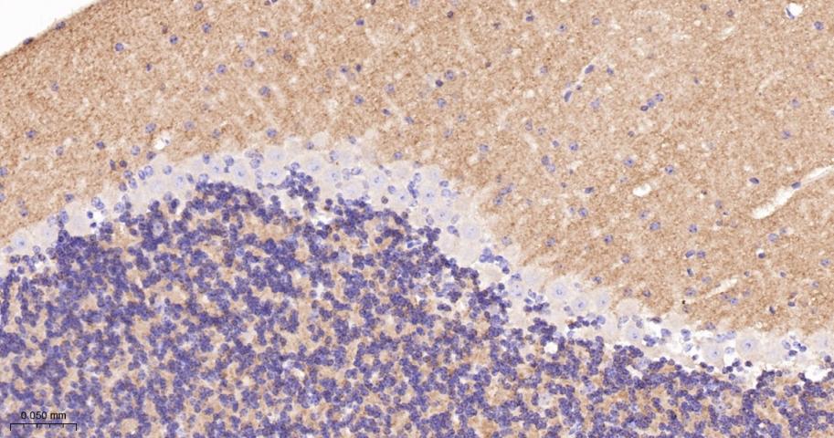 突触相关蛋白25重组兔单抗