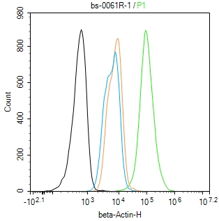 β-肌动蛋白/β-Actin(内参)抗体
