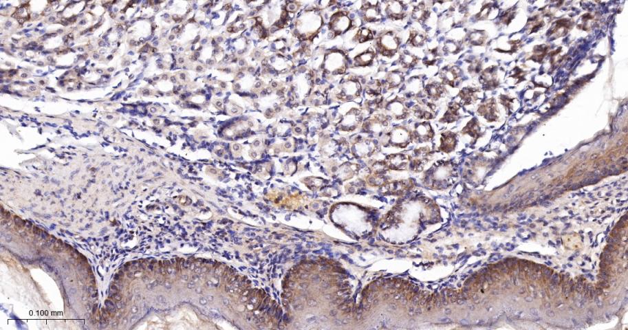 凋亡相关蛋白4重组兔单抗