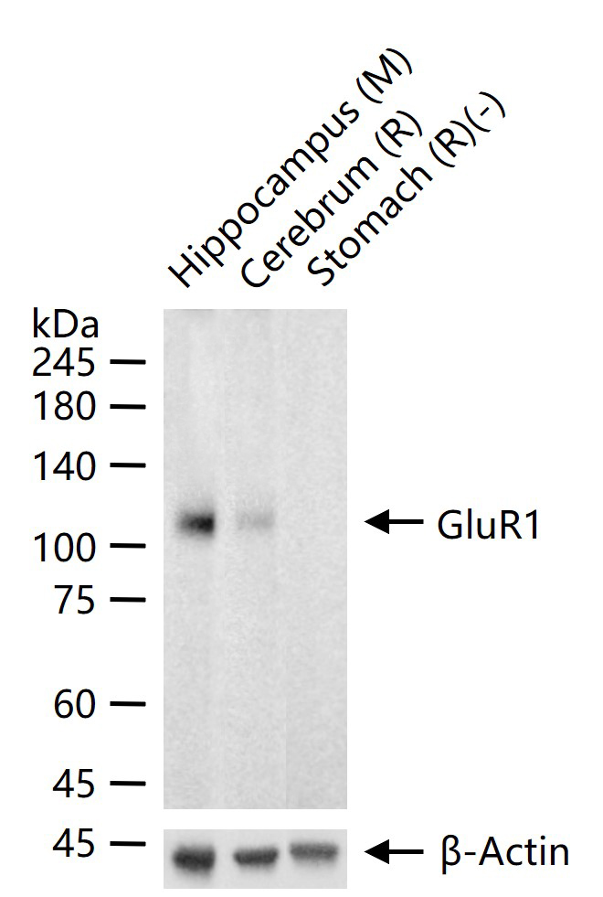 谷氨酸受体1重组兔单抗