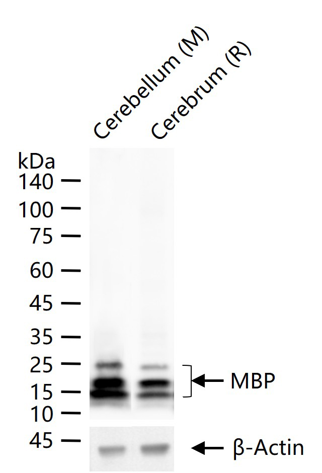 髓鞘碱性蛋白/磷脂碱性蛋白单克隆抗体-bsm-33932M