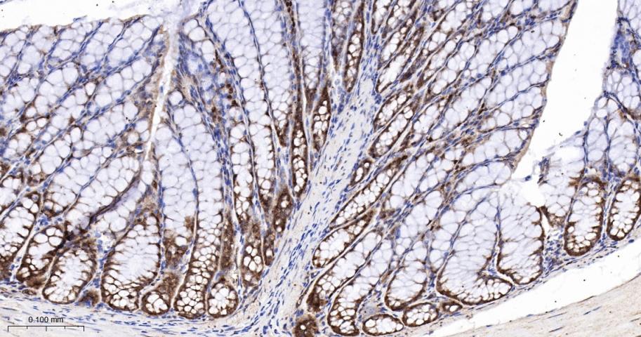 凋亡相关蛋白4重组兔单抗