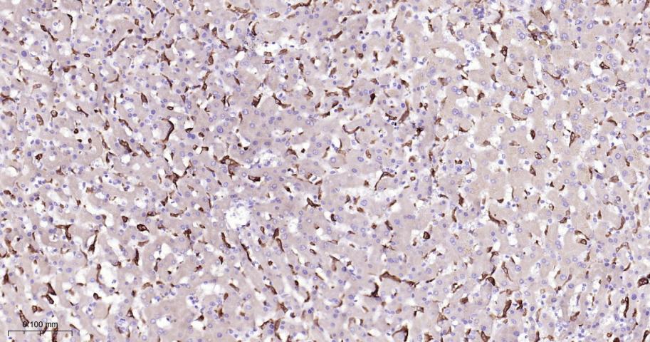 血红素氧合酶 1抗体
