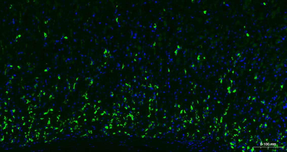嗜铬粒素A抗体-bs-0539R