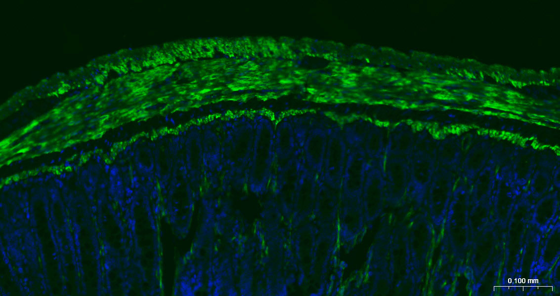 钙调节蛋白-1重组兔单克隆抗体