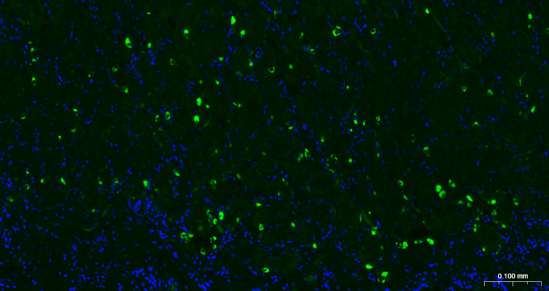 嗜铬粒素A抗体-bs-0539R