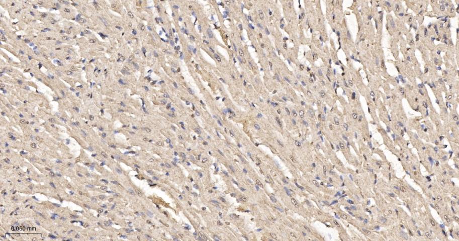 细胞内氯离子通道蛋白4重组兔单抗