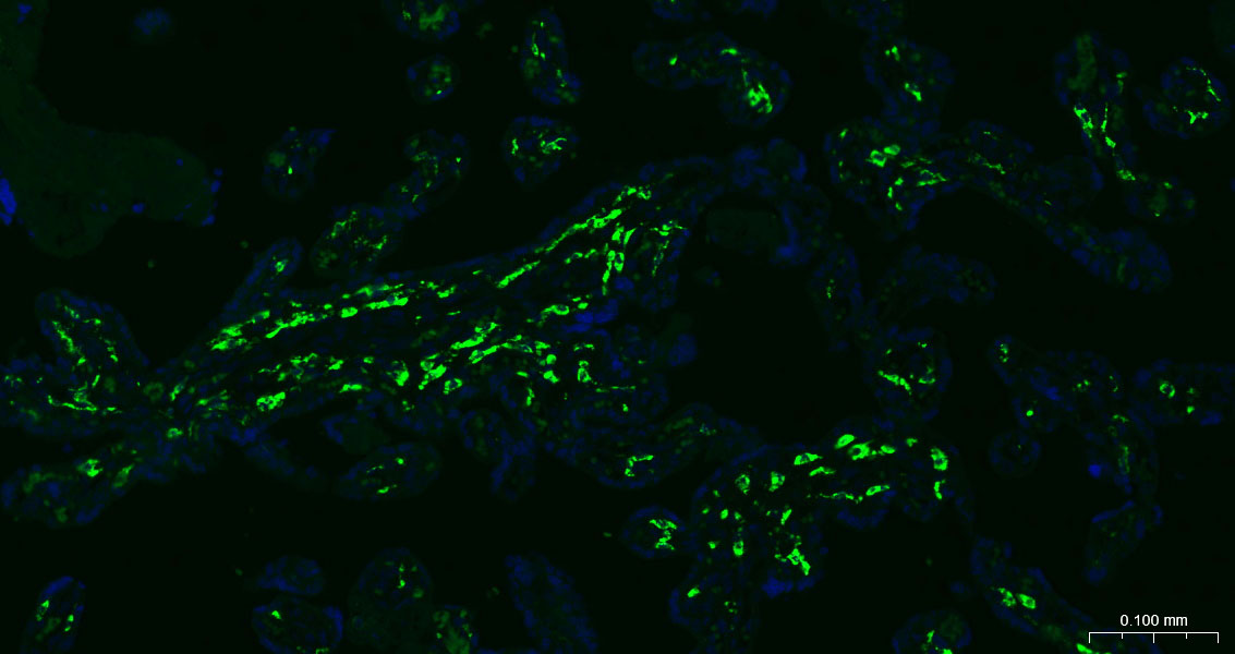 CD163重组兔单抗