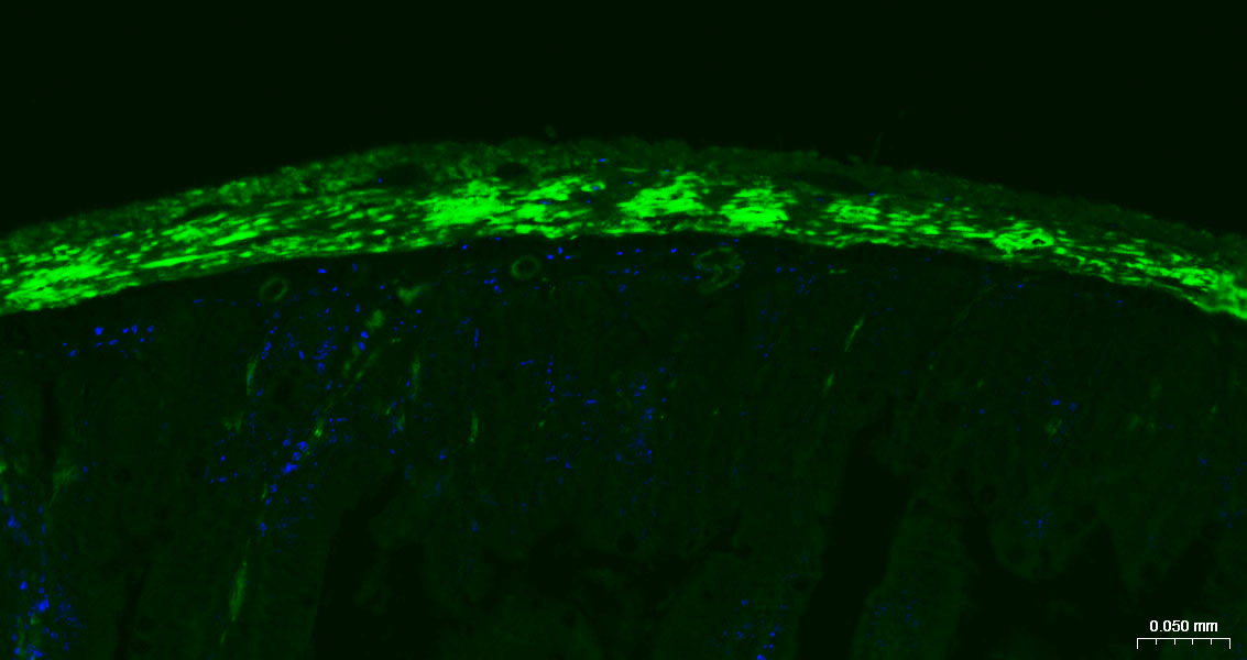 钙调节蛋白-1重组兔单克隆抗体