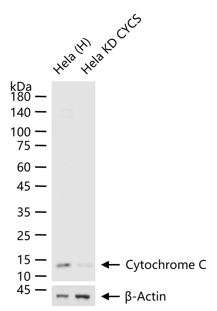 细胞色素C重组兔单抗
