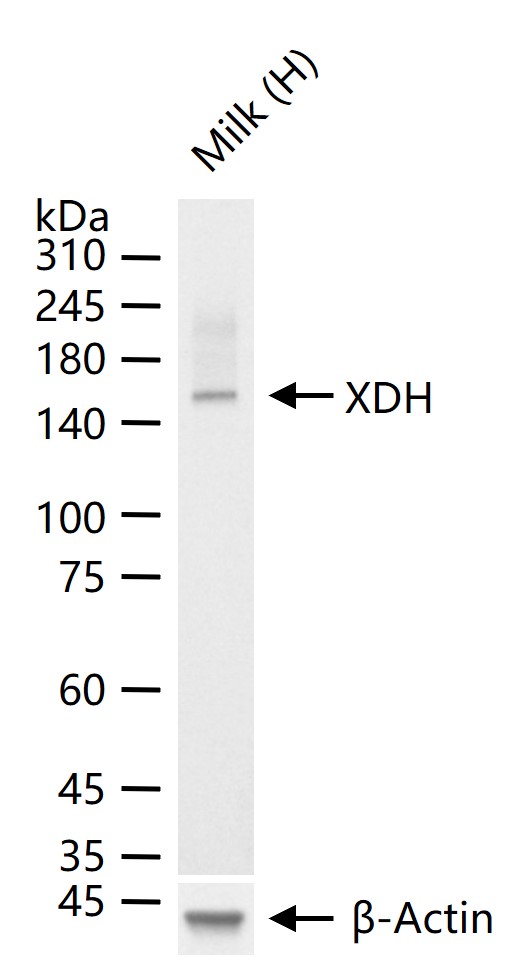 黄嘌呤氧化酶重组兔单抗