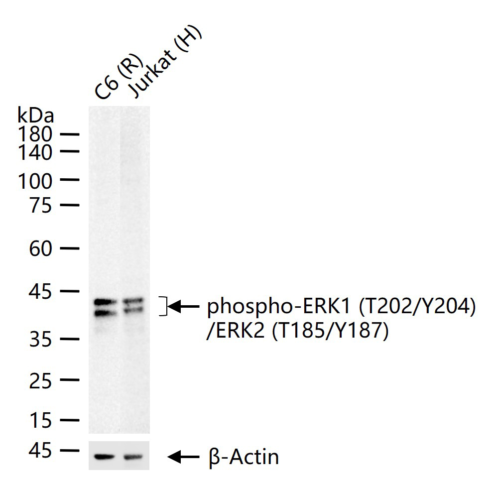 磷酸化丝裂原活化蛋白激酶1/2重组兔单抗