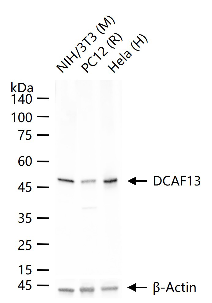 DCAF13蛋白重组兔单抗