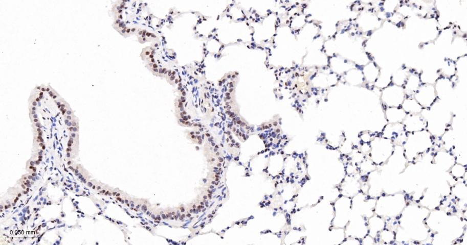 泛素样蛋白Sumo2/3重组兔单抗