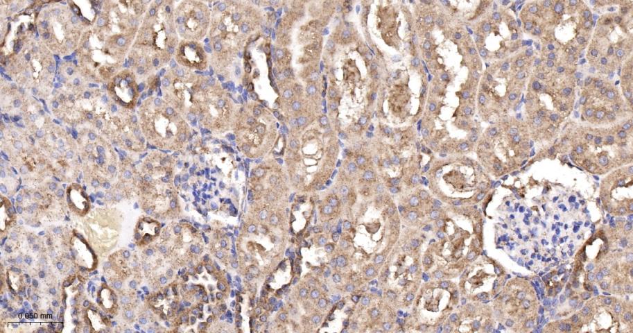 辣椒素受体5重组兔单抗