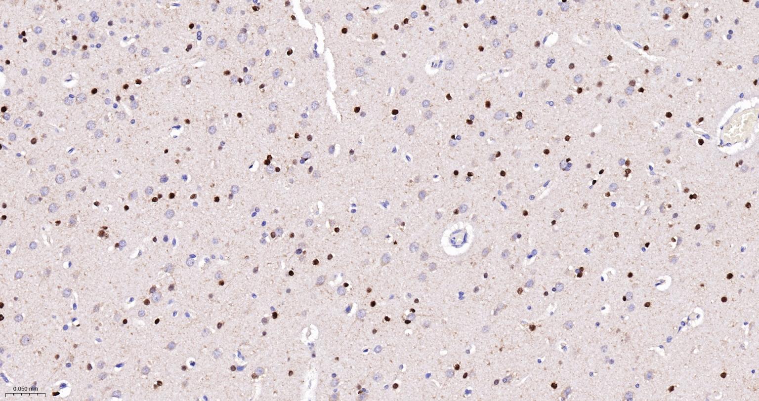 胚胎干细胞关键蛋白重组兔单克隆抗体