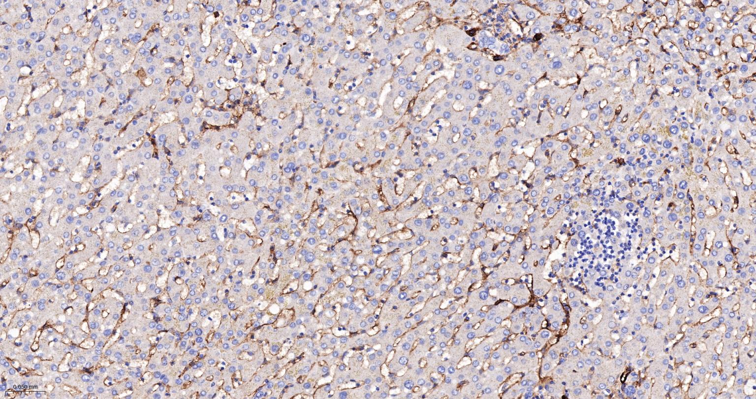 CD105抗体-bs-34063R