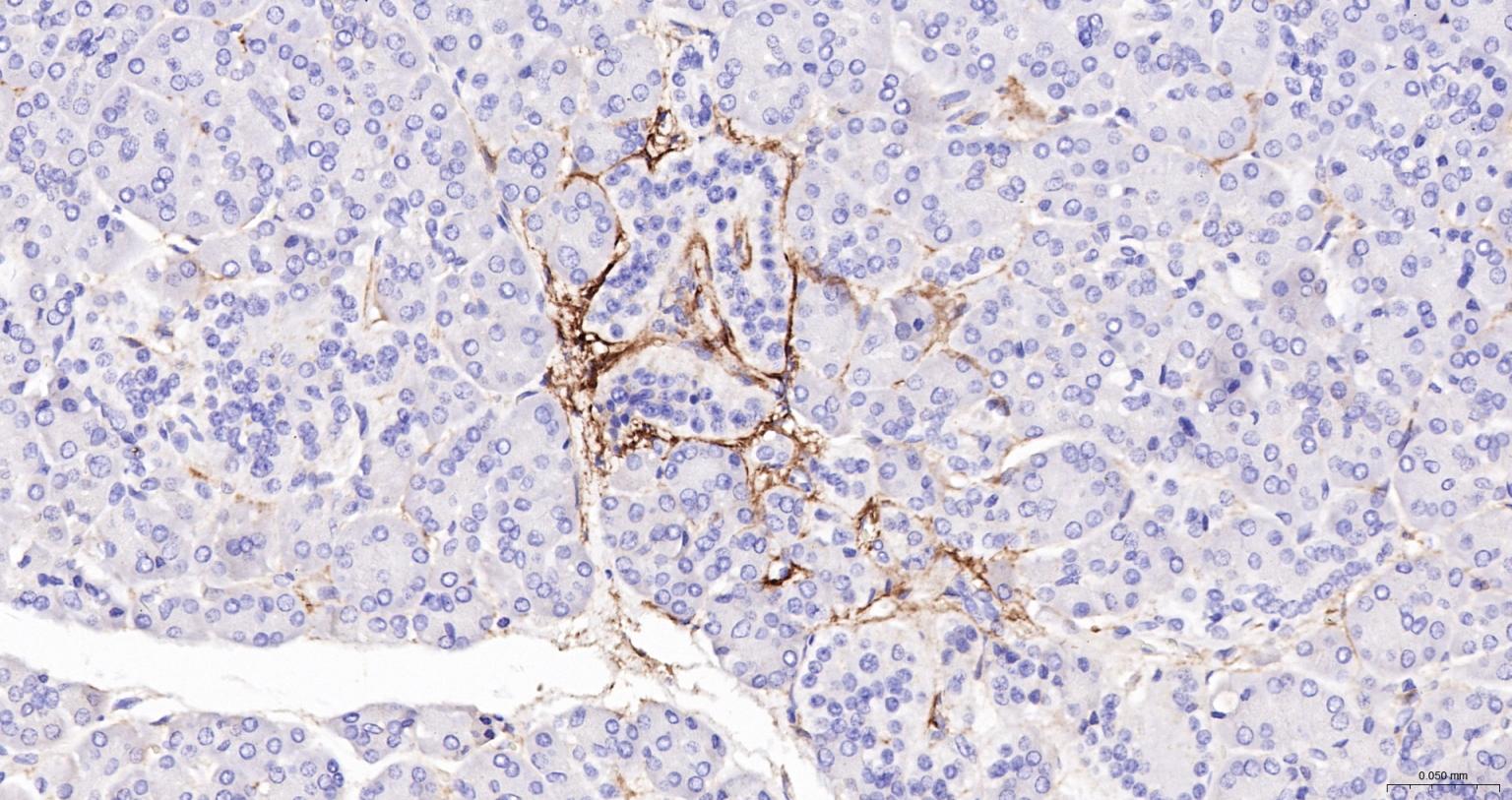 神经生长因子受体重组兔单抗
