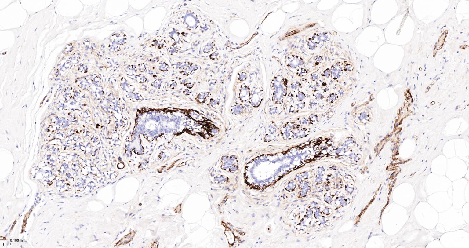 CD105抗体-bs-34063R