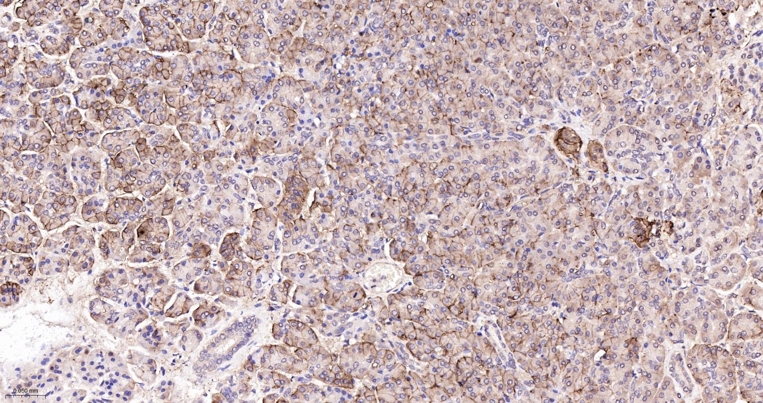 CD99重组兔单克隆抗体