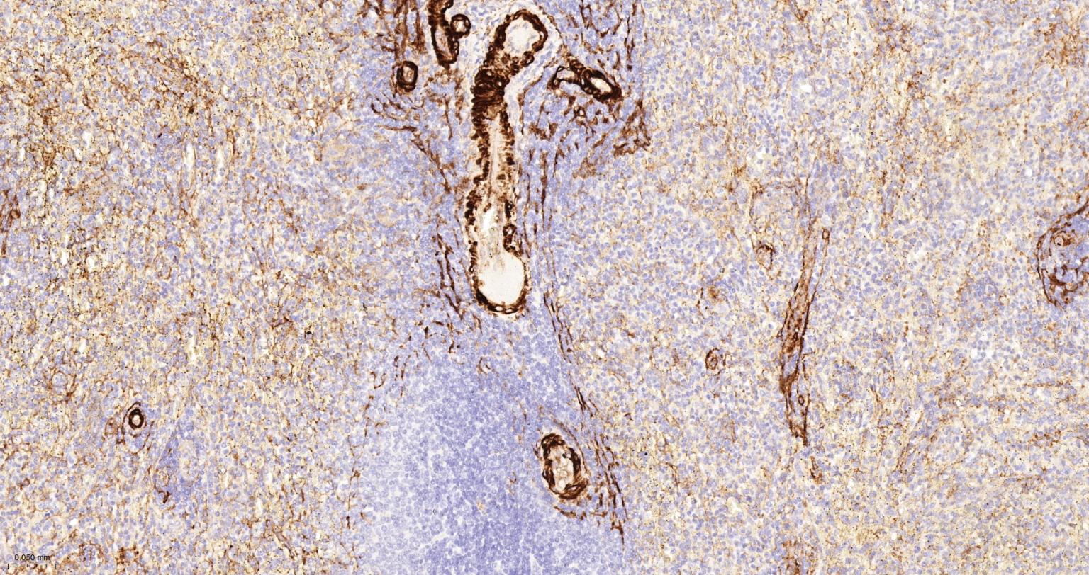 CD105抗体-bs-34063R