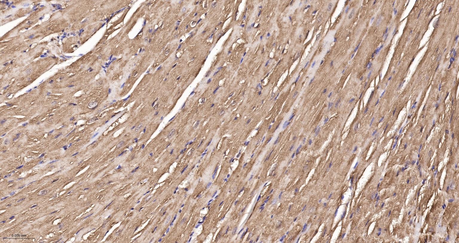 热休克蛋白90β/HSP90 β 重组兔单抗