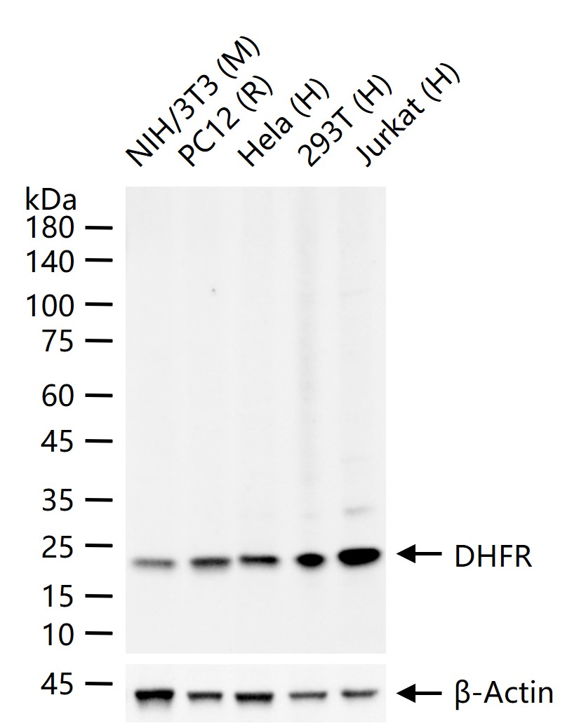二氢叶酸还原酶重组兔单抗