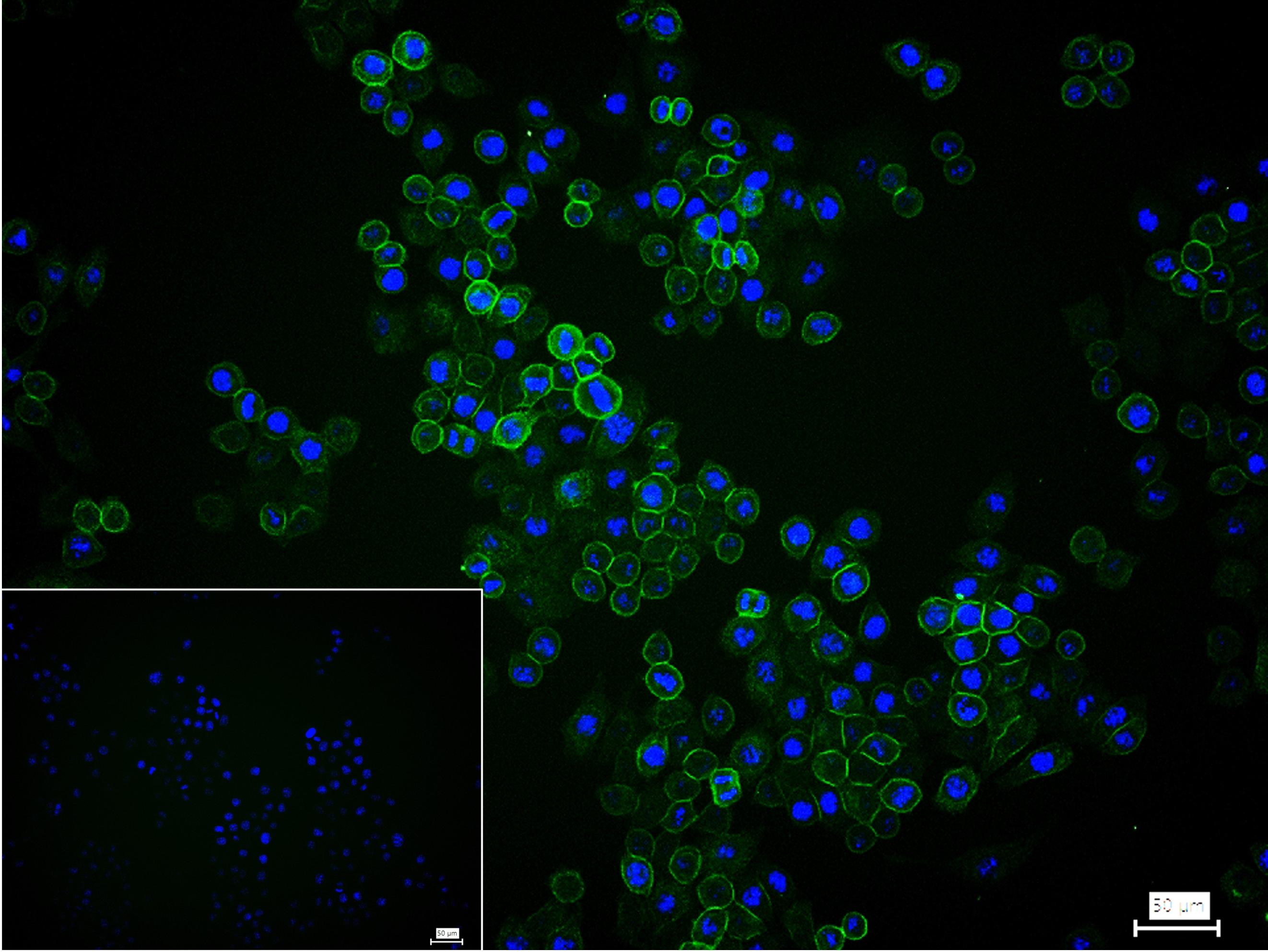 CD44单克隆抗体-bsm-51065M