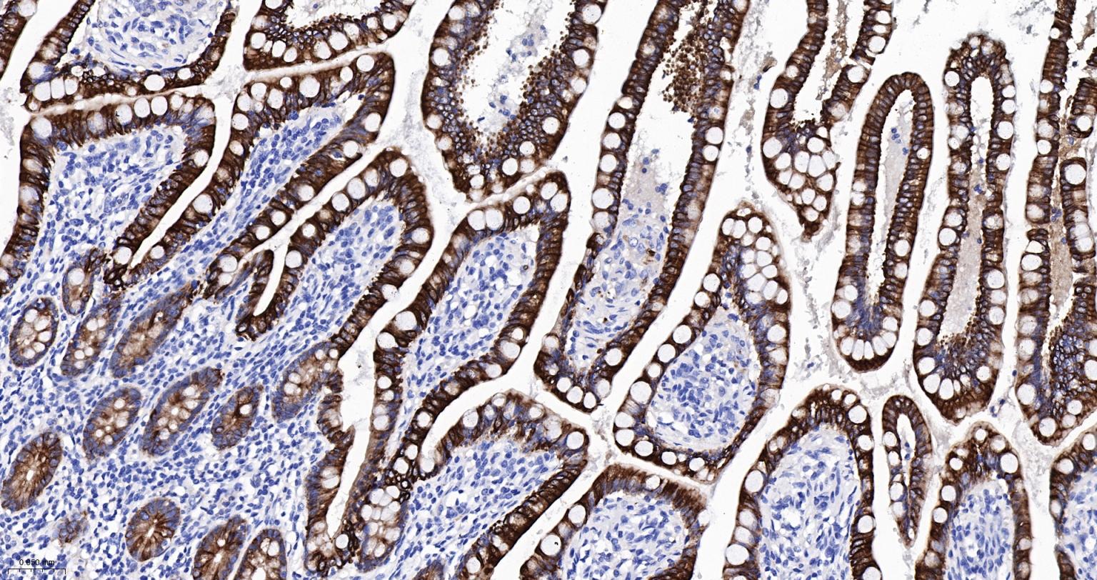 上皮钙粘附分子抗体-bsm-51351M