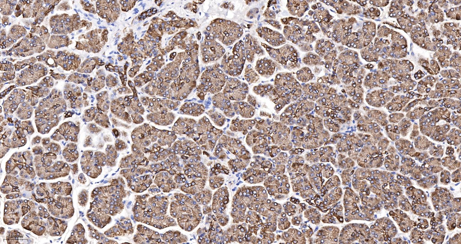 上皮钙粘附分子抗体-bsm-51351M