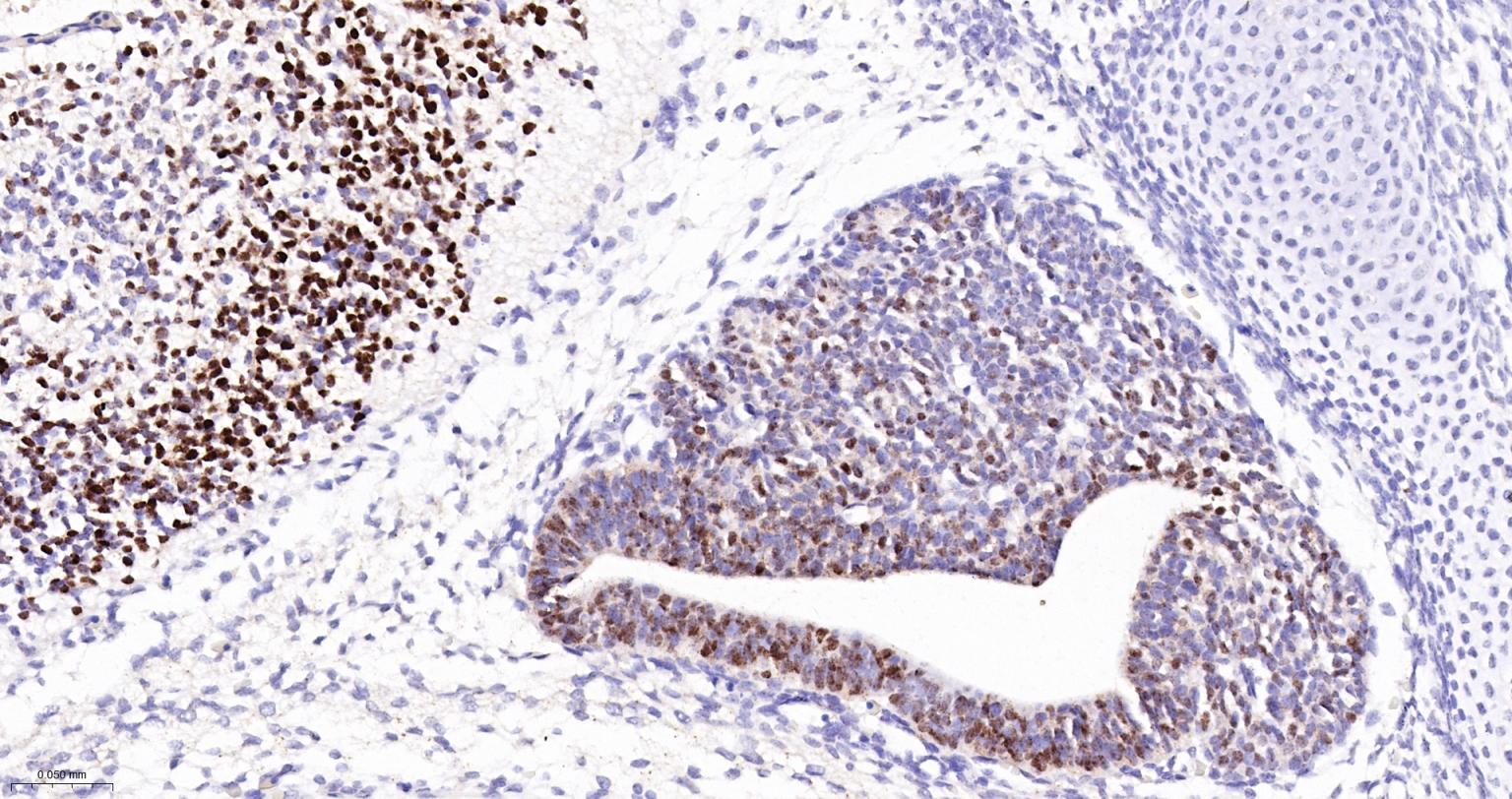 胚胎干细胞关键蛋白重组兔单克隆抗体