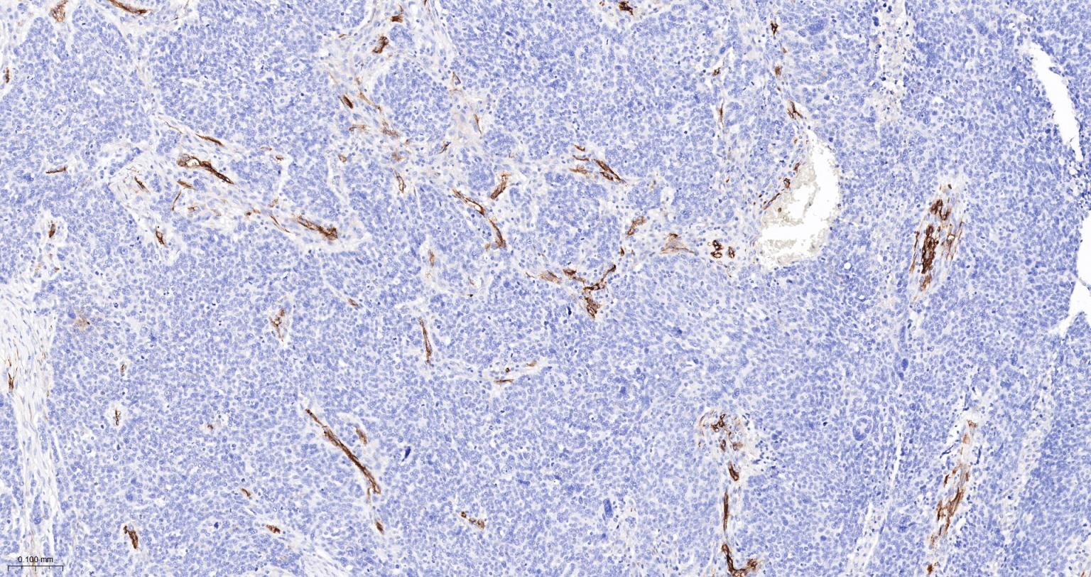 CD105抗体-bs-34063R