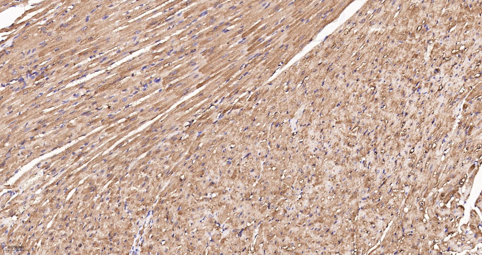 热休克蛋白90β/HSP90 β 重组兔单抗