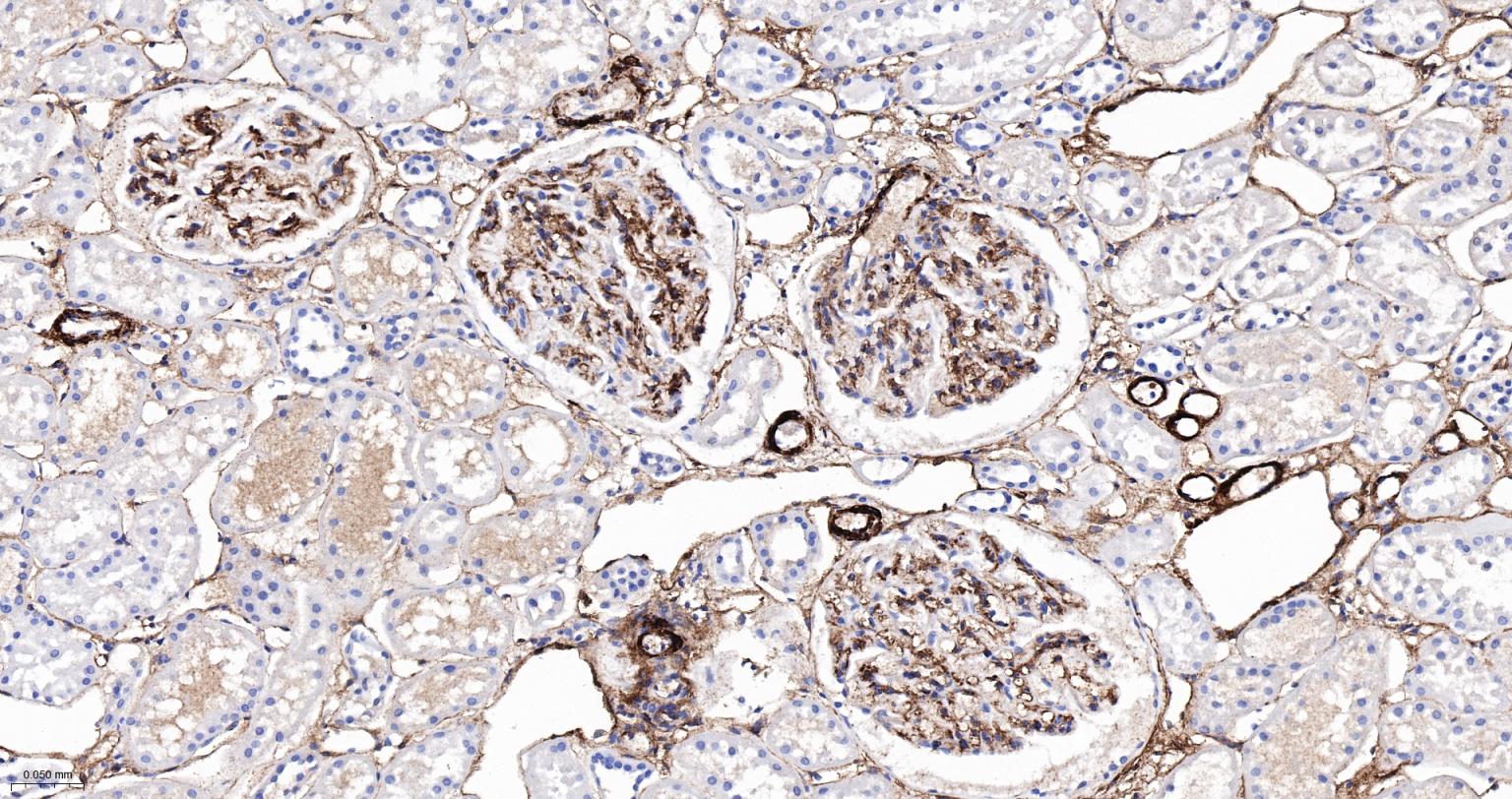 CD105抗体-bs-34063R