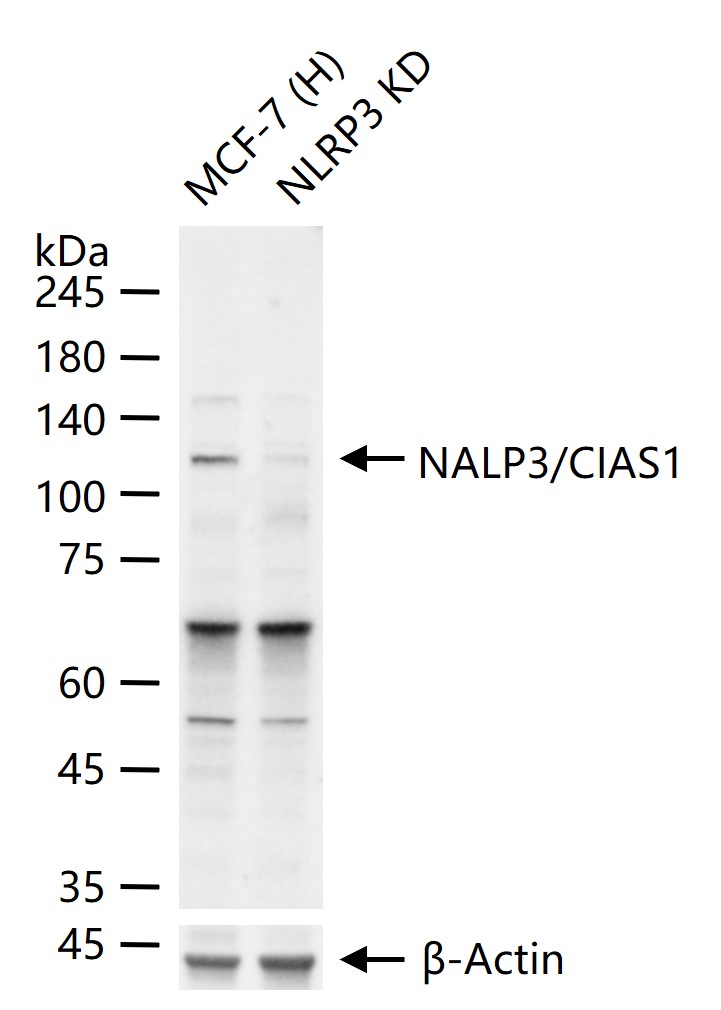 细胞凋亡诱导蛋白NALP3抗体-bs-24563R