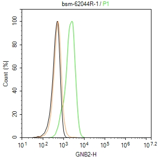 G蛋白β2重组兔单抗/鸟嘌呤核苷酸结合蛋白β亚基2重组兔单抗