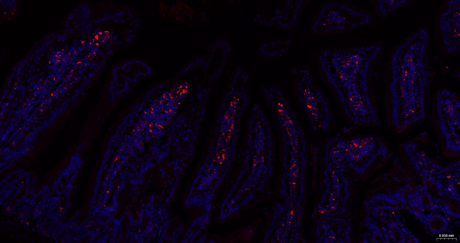 CD68抗体-bs-20402R