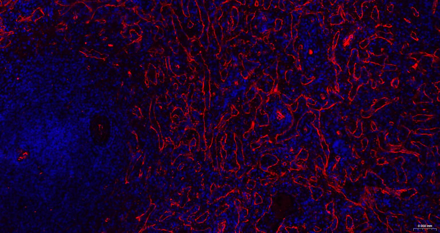 巢蛋白/神经上皮干细胞蛋白重组兔单克隆抗体