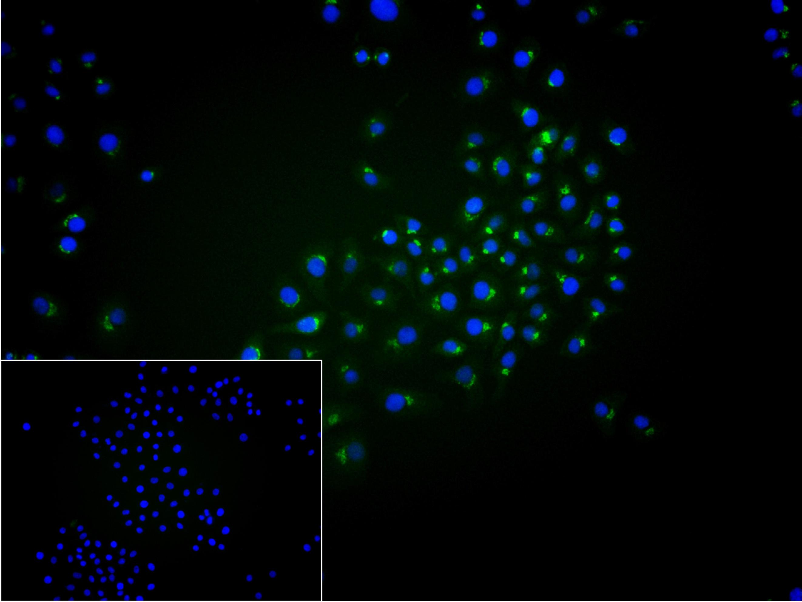 补体C3重组兔单抗